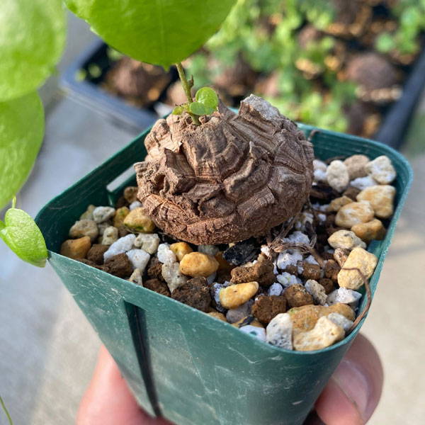 楽天市場】塊根 植物（観葉植物｜花・観葉植物）：花・ガーデン・DIYの通販