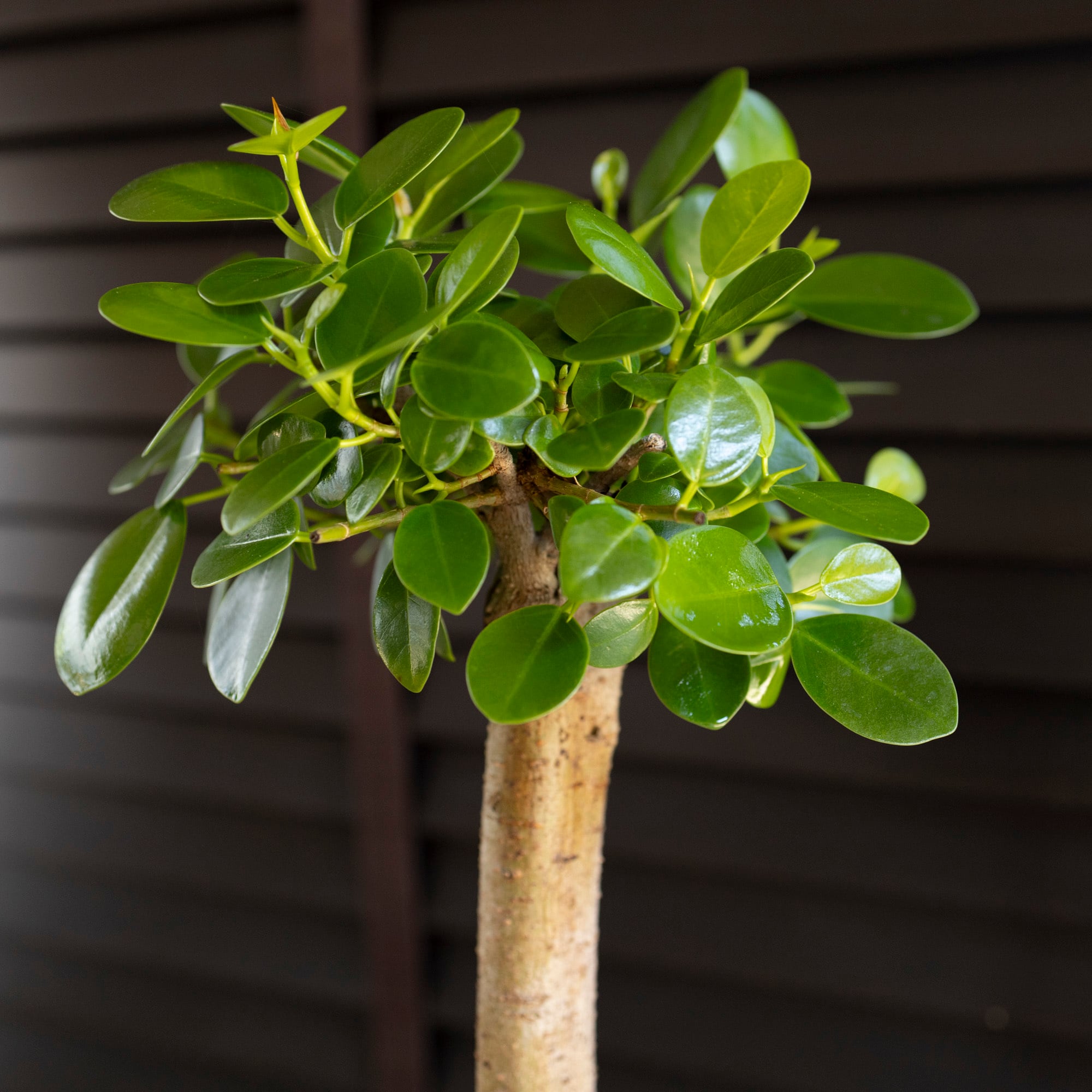 パンダガジュマル 接ぎ木 6号 陶器鉢 ピック付 観葉植物 ガジュマルの