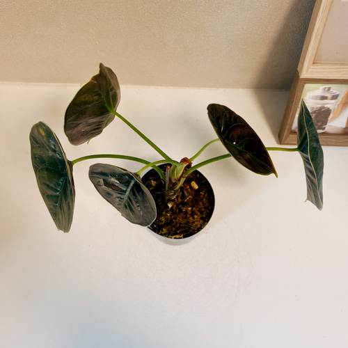 現品］【希少】アロカシア アズラニー 3.5号 観葉植物 室内 レア 光沢