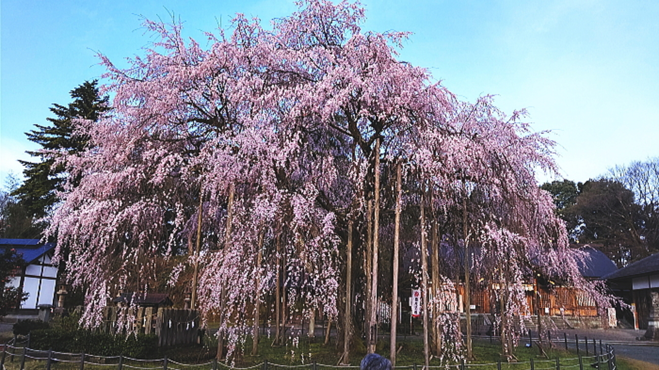 さくらの名が付く【パワーストーン】桜石、桜瑪瑙(チェリーブロッサム
