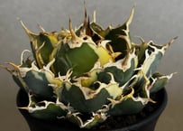 アガベ・チタノタ ビースト-001（芽）｜agave titanota beast | Plu