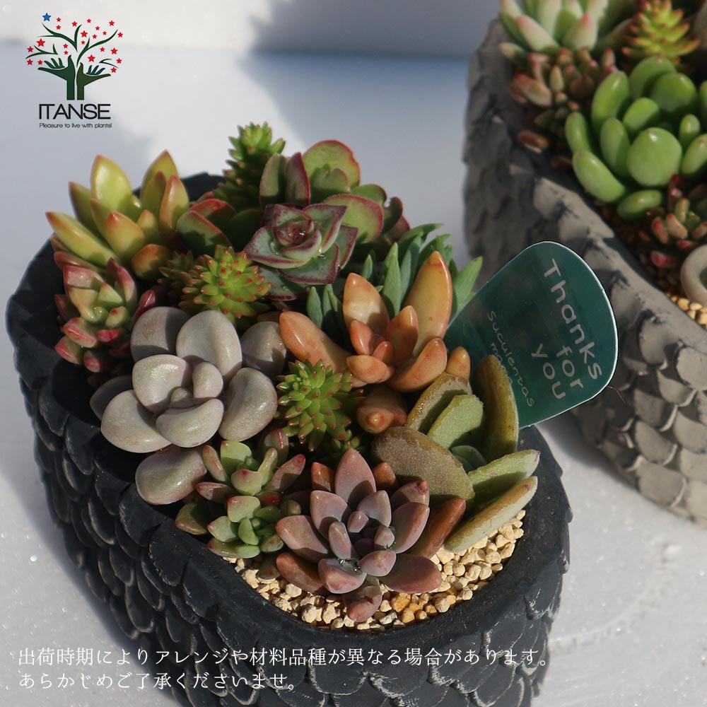 多肉植物 寄せ植え Old roof tile 黒M(洋館の古い瓦 黒M)【多肉植物