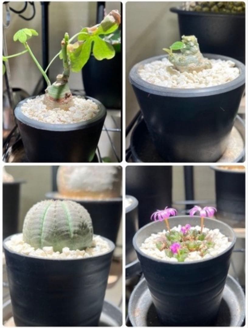 観葉植物 塊根植物 まとめ売り 本日も営業しております🌵 塊根植物たちもじわじわ新しい芽が出てき